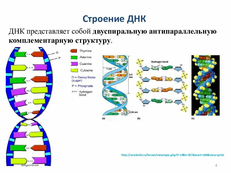 Компонент клетки содержащий генетическую информацию