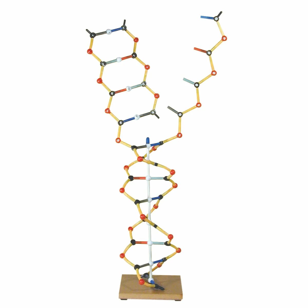 Модель ДНК И РНК. Модель ДНК 22 слоя AMDNA-060-22. Модель РНК макет. Модель РНК демонстрационная.