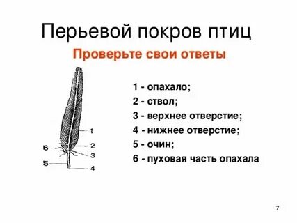 Особенности строения покровов у птиц
