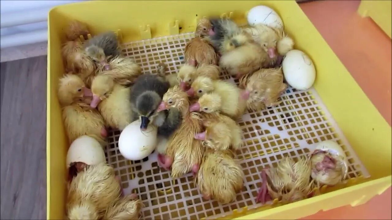 Как ухаживать за инкубатором. Гусиные яйца гусята. Гусята в инкубаторе. Цыплята в инкубаторе. Инкубационное гусиное яйцо и гусята.