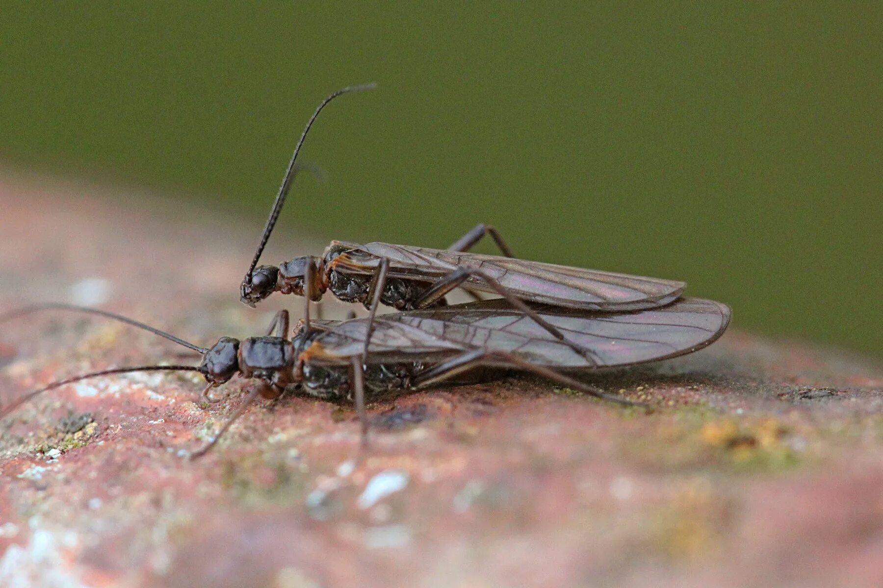 Веснянка фото. Веснянки (plecoptera) личинка. Веснянки plecoptera. Веснянка город. Веснянка город.