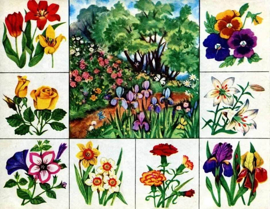 Дидактические игры на тему цветы. Лото "что где растет". Лото «в мире растений». Иллюстрации с изображением цветов. Садовые и луговые цветы.