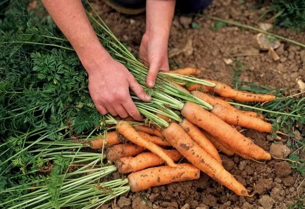 В каком месяце сажают морковь. Морковь. Морковь на грядке. Урожай моркови. Морковь посевная.
