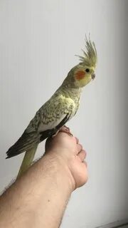 Корелла ноги
