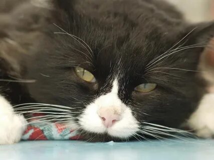 Почему у кота белые усы