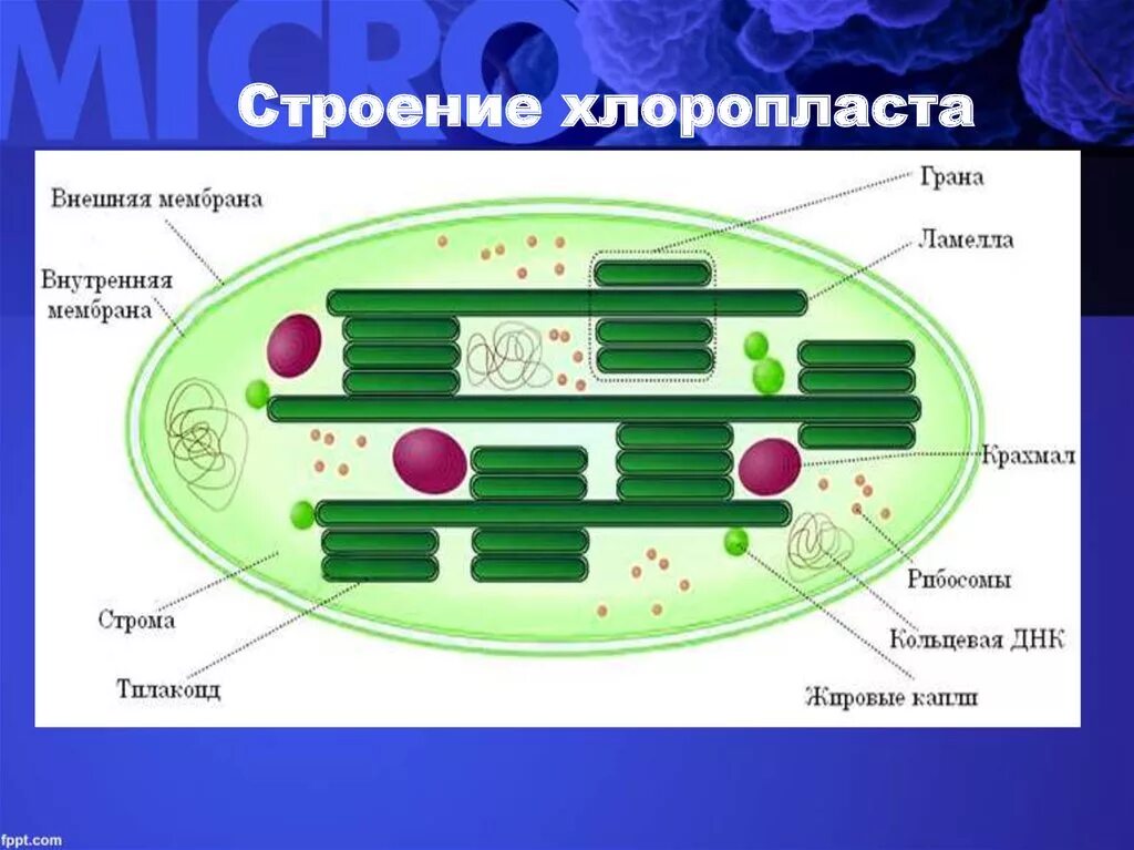 Компонентов хлоропластов. Схема внутреннего строения хлоропласта. Строение тилакоиды хлоропластов. Строение клетки хлоропласты. Строение хлоропласта 9 класс биология.