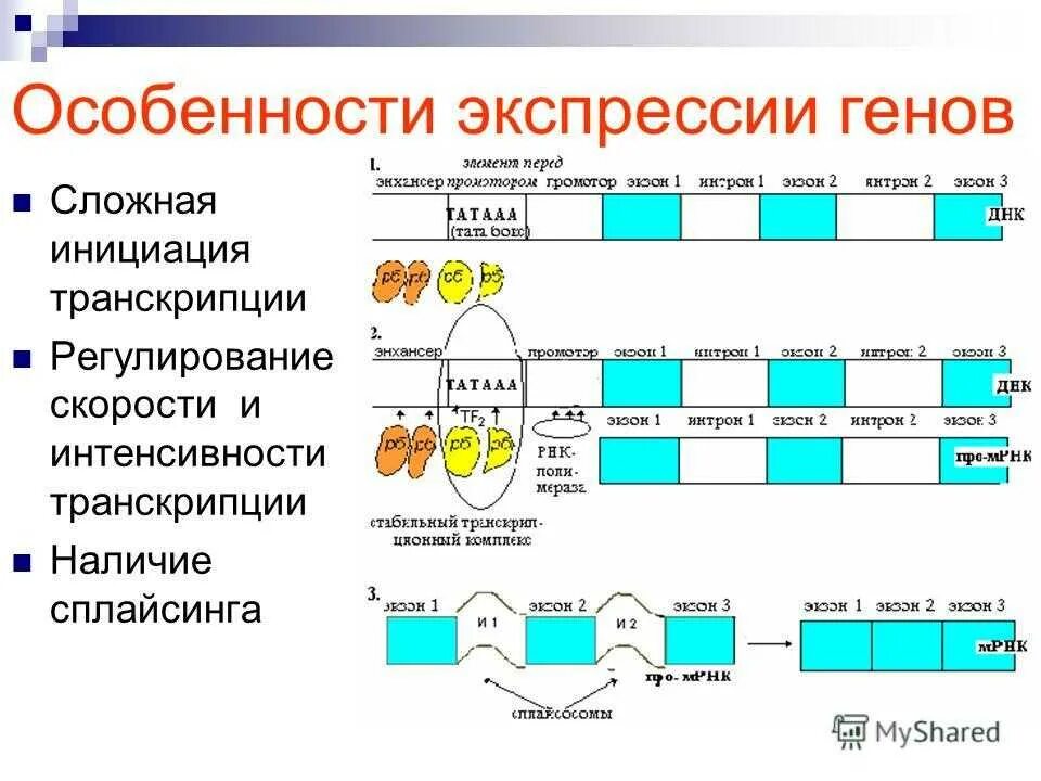 Регуляция генов прокариот. Особенности регуляции экспрессии генов у эукариот. Экспрессия Гена транскрипция у эукариот. Особенности регуляции экспрессии генов. Характеристика регуляции экспрессии генов.