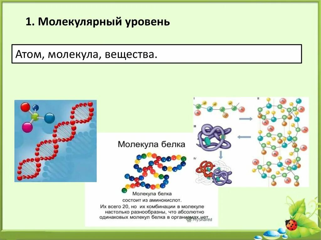 Молекулярный уровень организации жизни. Молекулярный уровень организации процессы. Атомно-молекулярный уровень человека. Молекулярная биология уровень организации.