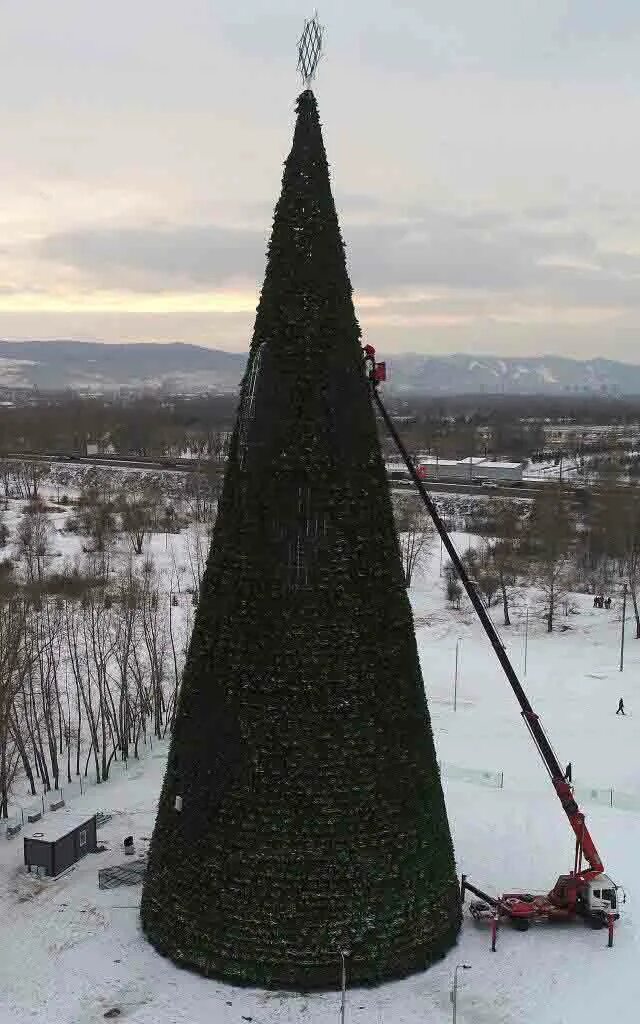 Огромная елка. Самая большая елка. Самая большая елка в России. Высокая елка.