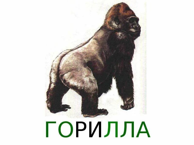 Составить из букв горилла. Карточки горилла. животные карточка горилла. презентация на тему горилла. картинки с названиями для детей горилла.