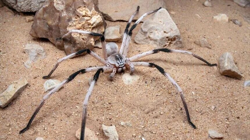 Пауки шри ланки. Цербал Аравийский паук. Cerbalus aravaensis. Цербал Аравийский Cerbalus aravaensis. Паук-охотник heteropoda maxima.