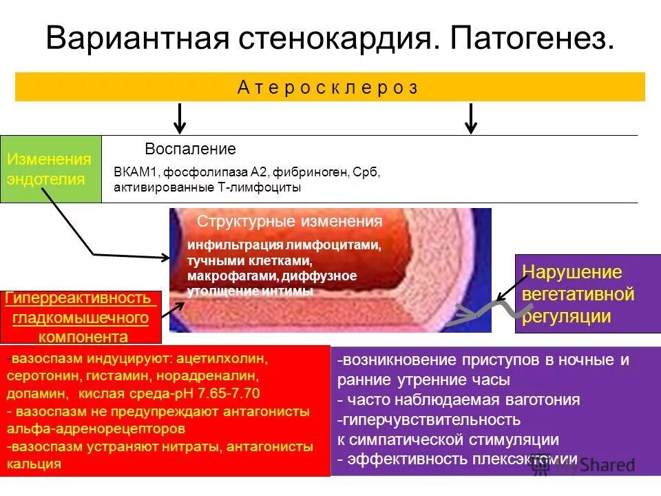стенокардия этиология и патогенез. ишемическая болезнь сердца механизм развития. патогенез нестабильной стенокардии. механизм болевого синдрома при ибс. этиология ибс нестабильная стенокардия.