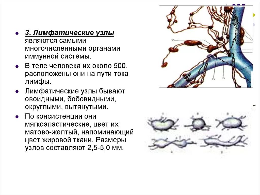 Лимфатическая система лекция. Лимфатические узлы являются органами. Пути тока лимфы через лимфатический узел. Ток лимфы в лимфатическом узле. Лимфатические узлы таблица