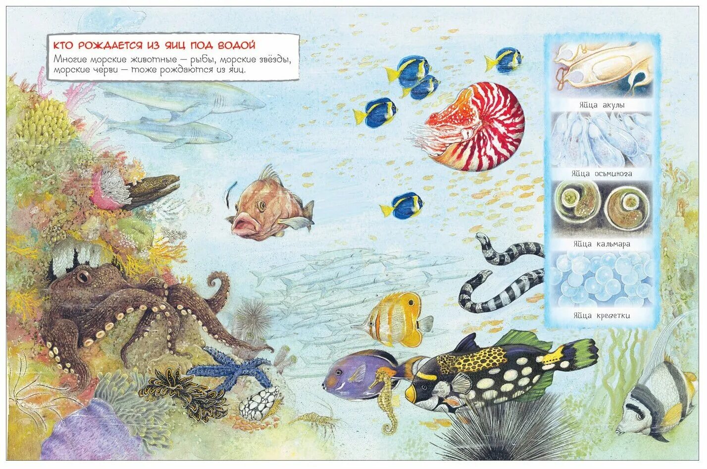 вылупился из яйца. какие животные появляются из яиц. животные которые вылупляются из яйца. какие животные вылупляются из яиц для детей. кто вылупился из яйца?.