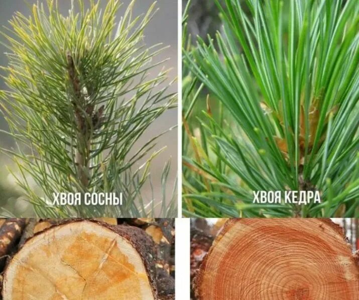 Кедр и сосна отличие. Сосна обыкновенная и сосна сибирская кедровая. Как отличить кедр. Отличить кедр от сосны. Кедр и сосна отличие.
