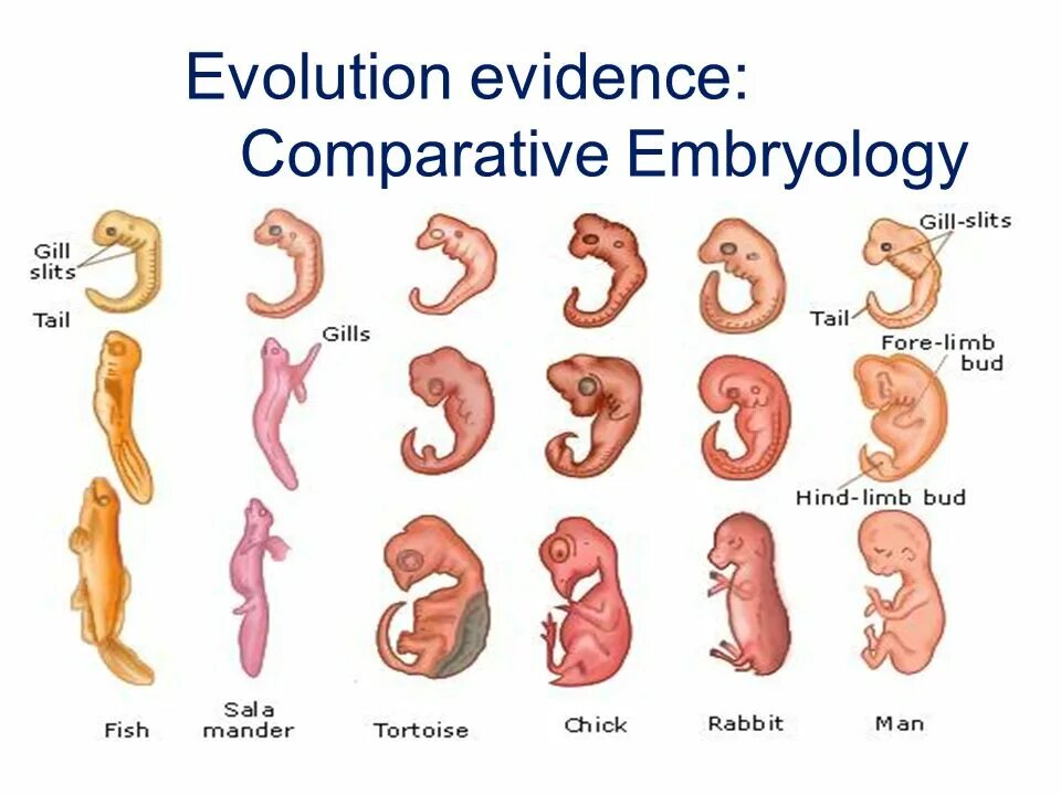 Наличие у зародыша человека. Эмбриология. Сравнительная эмбриология. Сравнительная эмбр ология. Жабры у человеческого эмбриона.