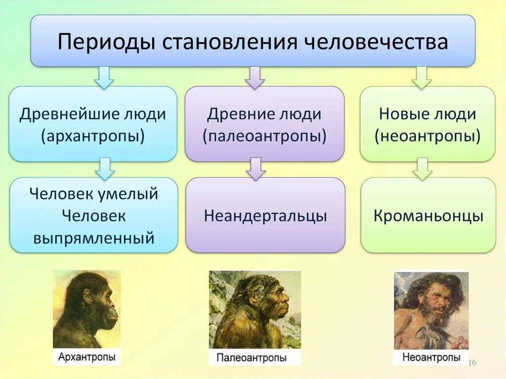 Верная последовательность антропогенеза. Питекантроп и архантроп. Этапы эволюции человека архантропы. Древнейшие люди архантропы. Древнейшие люди и предшественники человека.
