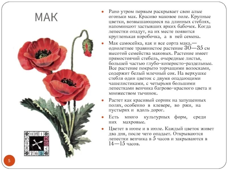 Мак значение. Мак полевой описание для детей 2 класса. мак описание для детей 2 класса. мак описание растения для детей. мак цветок описание.