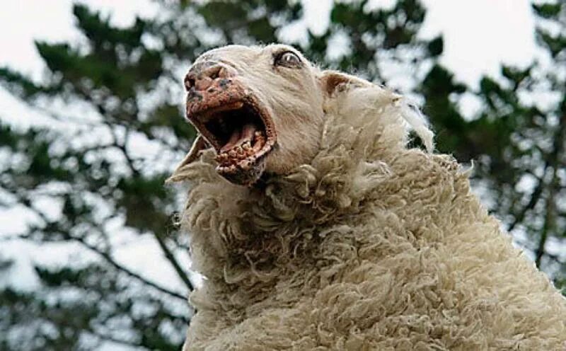 Паршивый пес. Овца блеет. Овца Мем. Баран блеет. Безумная овца.