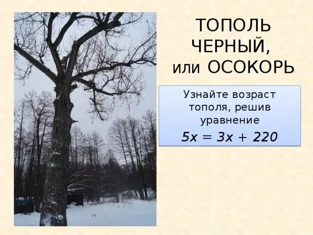 Тополь число. Возраст тополя. диаметр ствола тополя. определить возраст тополя по диаметру ствола. тополь средняя высота дерева.