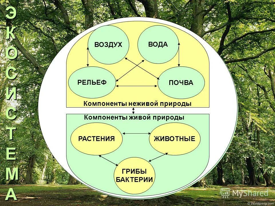 Культура и природа примеры. Компоненты природы. Взаимосвязи в природе. Связи между объектами природы. Компоненты экосистемы живой природы.