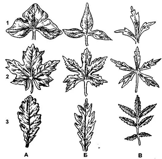 Перисто рассеченная форма листа. Пальчато лопастные листья. Тройчато лопастной лист. Лопастные раздельные рассеченные листья. Тойчатолопастнве листьч.