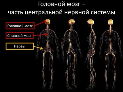 Люди с инертной нервной системой
