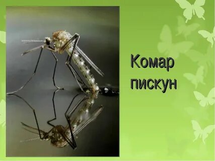 Музыка про комара