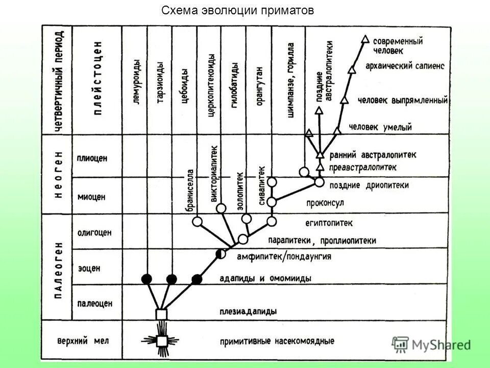 Установите соответствие а эволюция. Схема эволюционного развития приматов. эволюционное древо гоминид схема. эволюция приматов схема дробышевского. филогенетическое древо приматов.