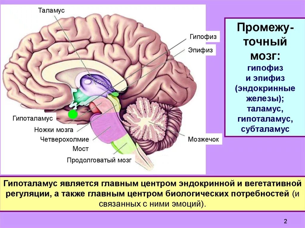 Гормоны вырабатываемые мозгом