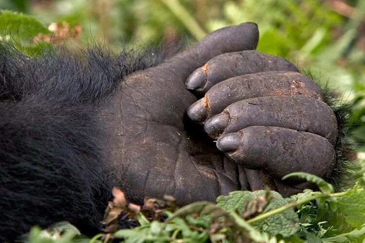 Ногти обезьяны. Лапа гориллы.