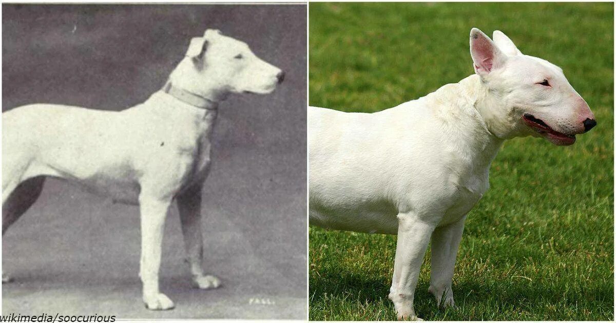 Старотипный доберман. Старотипный бультерьер. Старотипный бультерьер. Бультерьер 1862. Ротвейлер селекция породы.