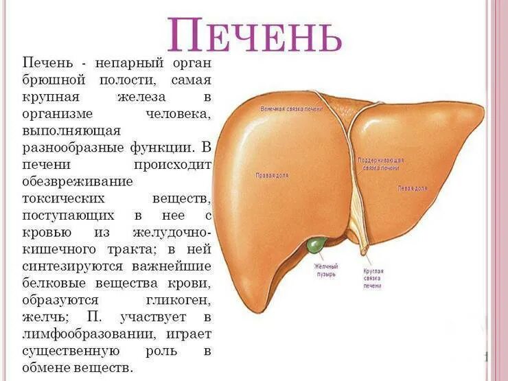 Печень орган какого обмена. Печень орган в организме человека. Строение печени человека.