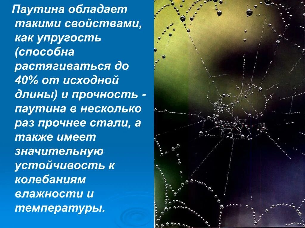 Самая прочная паутина у какого паука 58 фото - ZooClever.ru