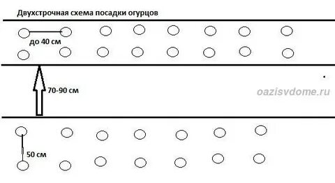Схема посадки огурца
