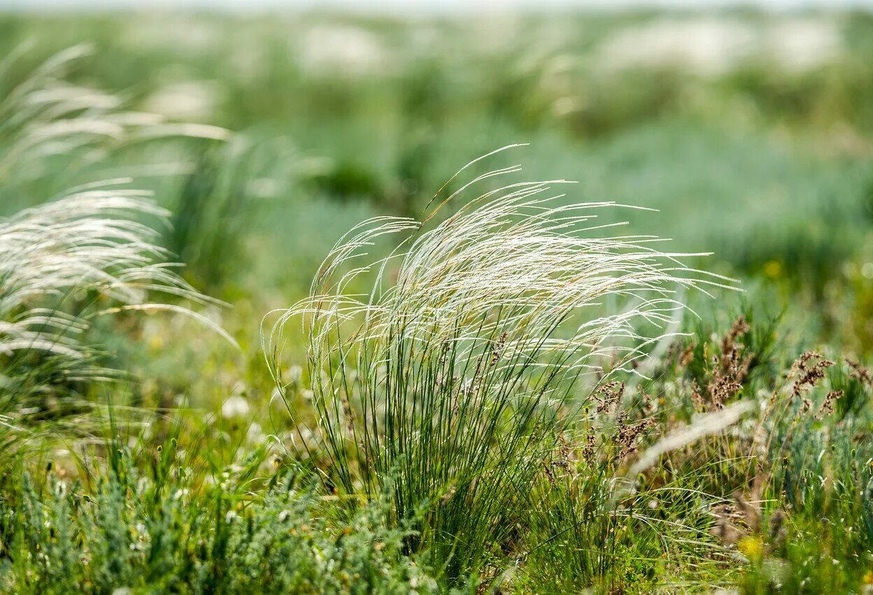 Ковыль перистый (Stipa pennata). Ковыль (Stipa). Ковыль перистый Stípa pennáta.