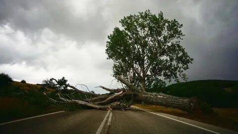 Гроза на деревья без листьев весной примета