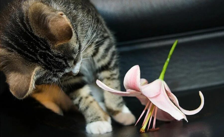 Лилии и кошки. Котенок с лилиями. Лилия кошка. Котик с цветочками в лапках. Цветы вредные для кошек