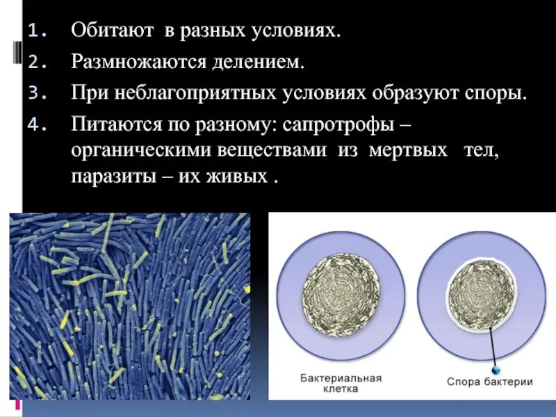 Спирохеты риккетсии хламидии актиномицеты микоплазмы. При неблагоприятных условиях вирусы образуют споры. Что образуют вирусы при неблагоприятных условиях. При неблагоприятных условиях образуют споры.