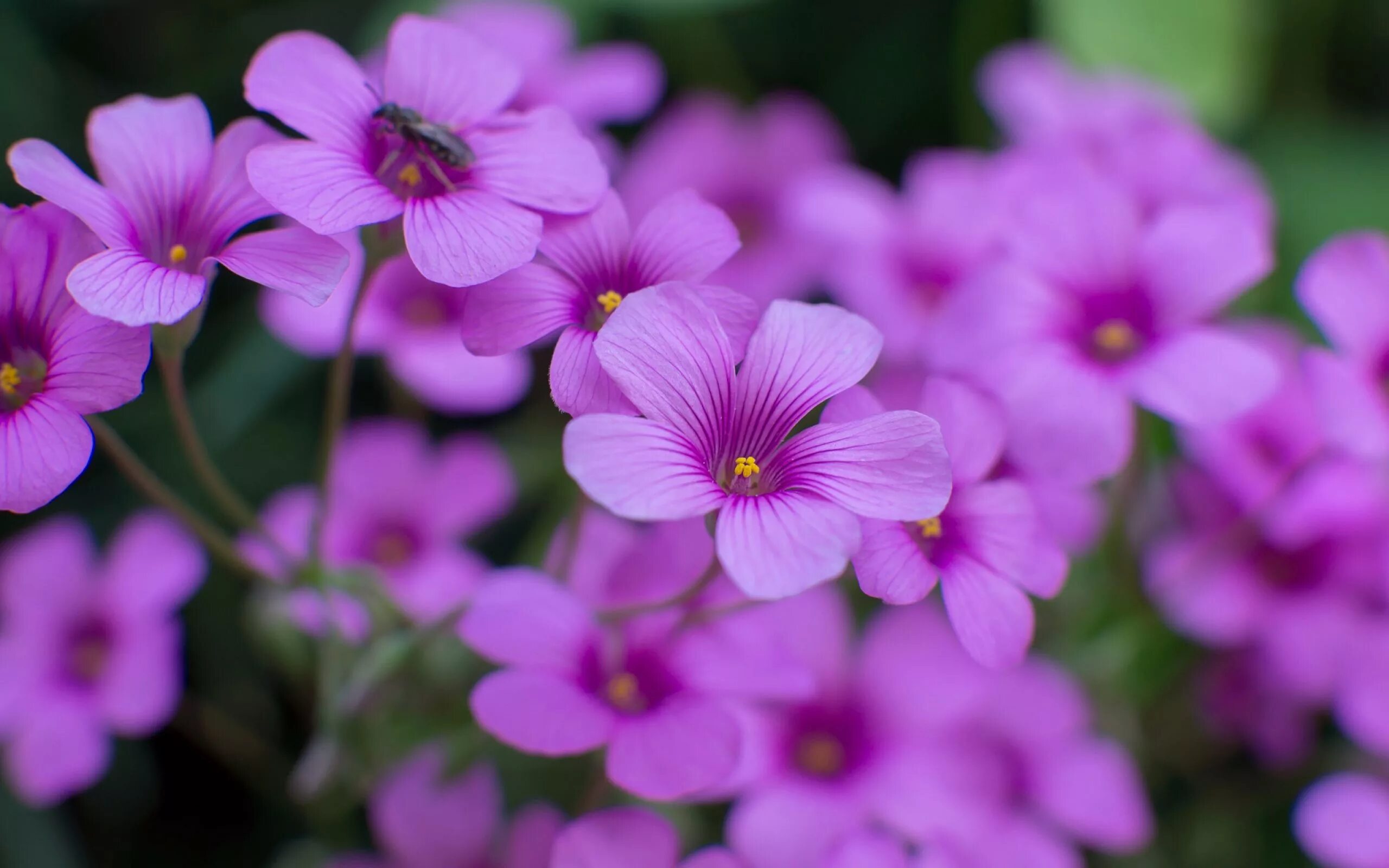 I a beautiful flower. Лютик Пурпл. Оксалис цветок. Кислица цветок макро. Примула Парпл.