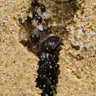 Ants 6