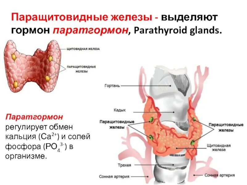 После железа. Паращитовидная железа органы мишени. Паращитовидные железы паратгормон. Симптомы поражения паращитовидной железы. Околощитовидные железы и паратгормон.