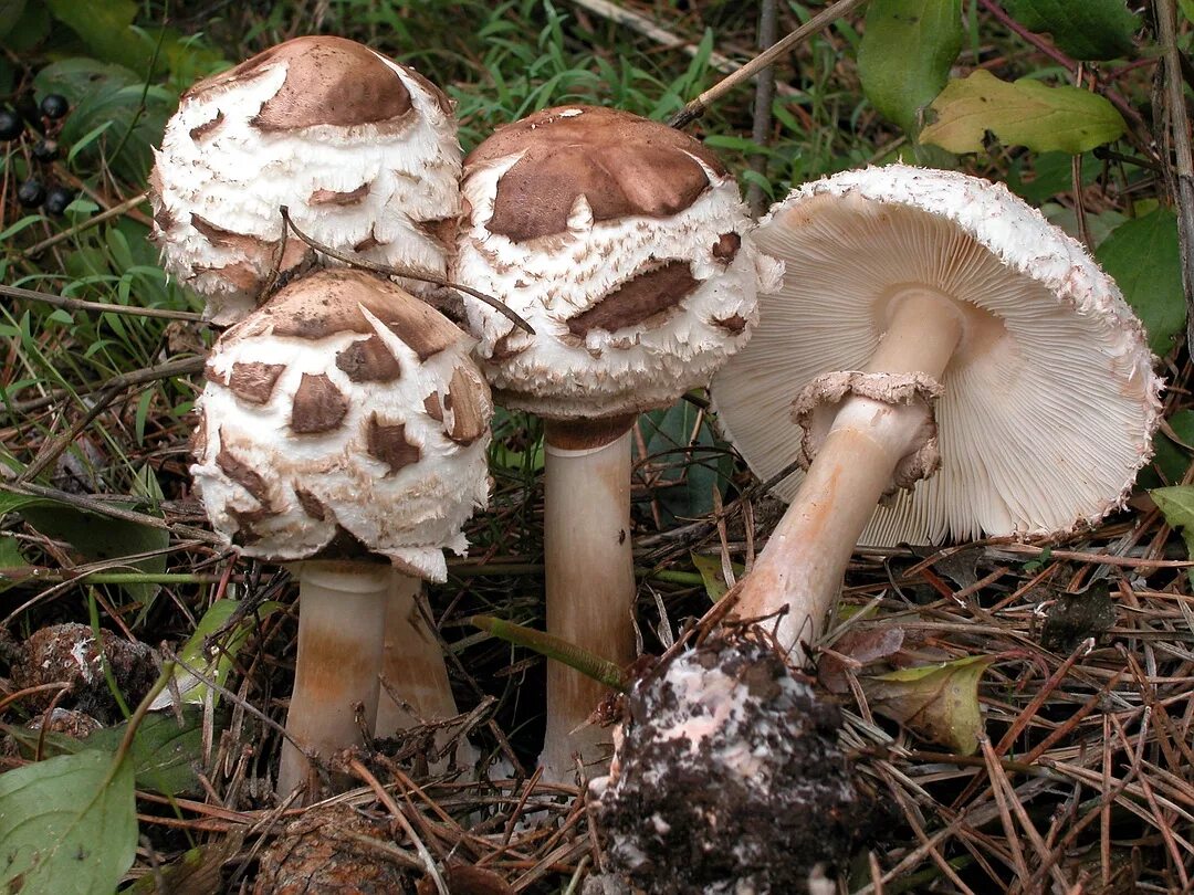 Курники грибы описание