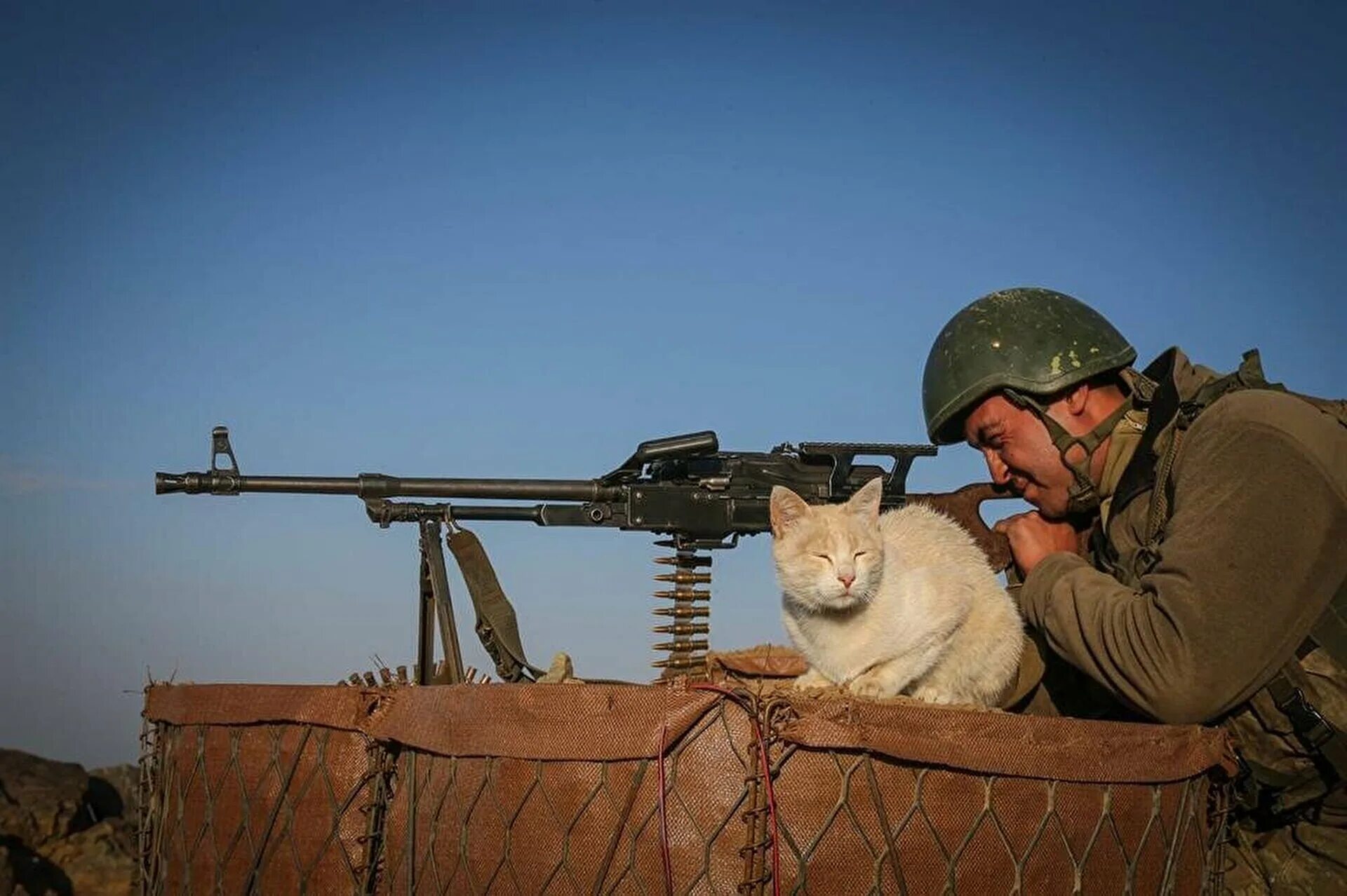 кошка с пулеметом. коты с пулеметами. смешные пулеметы. кот с пулеметом. кот с пулеметом.