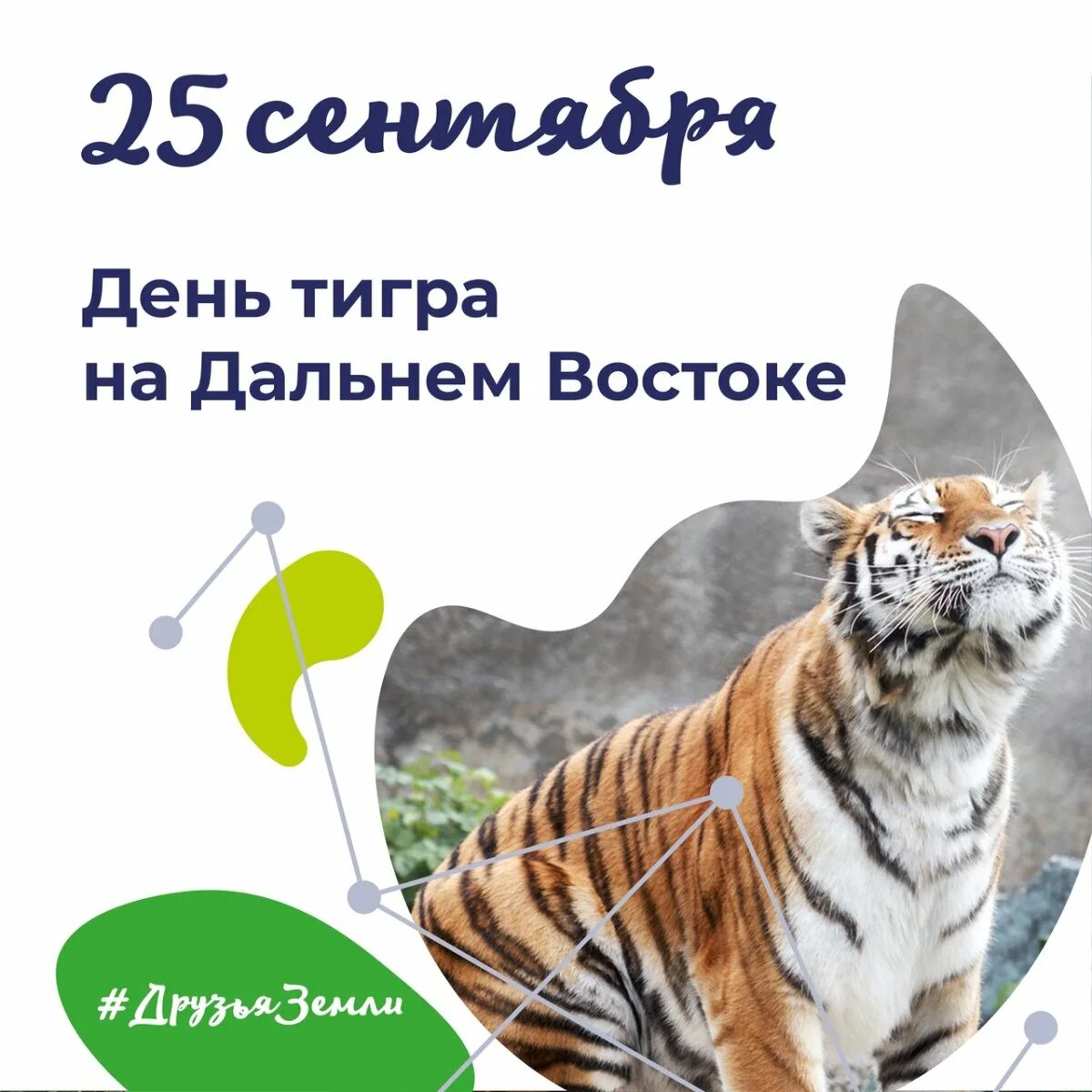 Какого числа отмечался день тигра на дальнем востоке в 2000 году. День тигра на дальнем востоке 2022. День тигра на дальнем востоке. День тигра на дальнем востоке картинки. День тигра владивосток.