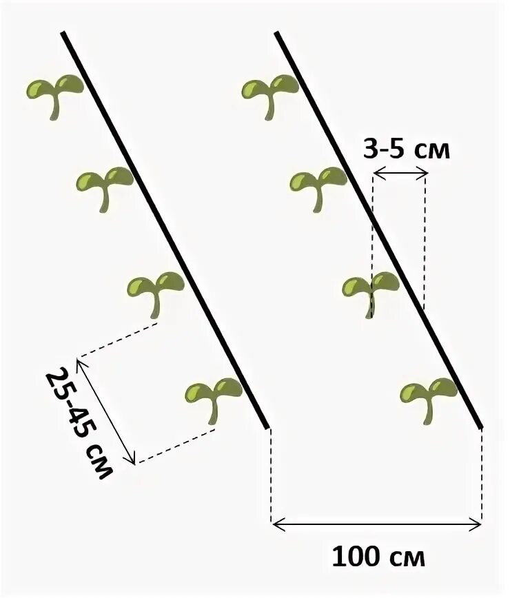 Посадка огурца в теплице расстояние. Схема посадки огурцов в теплице. Схема рассадки огурцов в теплице. Схема посадки огурца в теплице. Схема посадки огурцов в парнике.