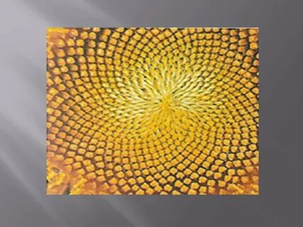 Def fibonacci