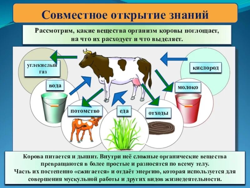 В организме животных выделяют
