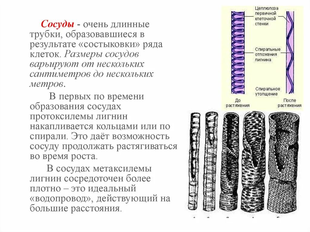 Какую функцию выполняют сосуды у растений 2.2. Трахеиды ксилемы. Сосуды и трахеиды ксилемы. Трахеиды строение. Трахеиды ткани растений.