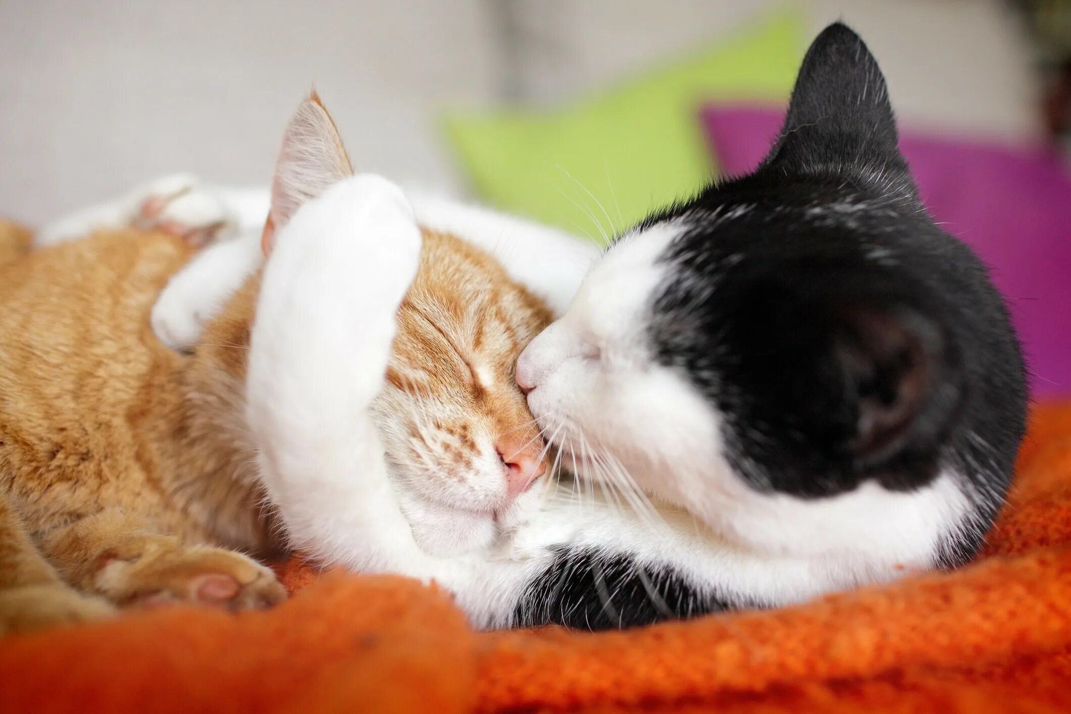 Киска друг. Котики обнимаются. Влюбленные кошки. Котики любовь. Два котика обнимаются.